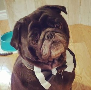 Meet your Posher, Gary